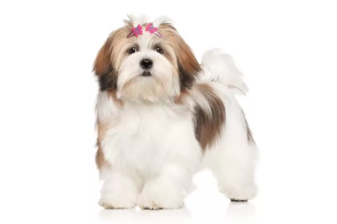 Lhasa apso dog breed