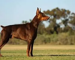 Doberman Pinscher dog breed